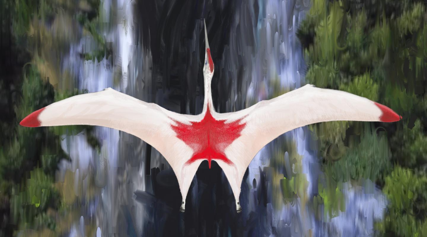 An overhead view of Cryodrakon boreas – which likely wasn't really colored like the Canadian flag