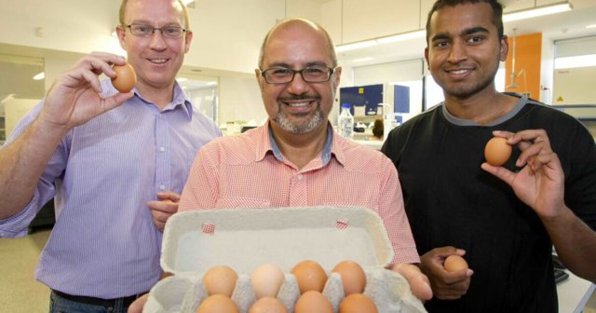 Scientists working at creating allergy-free eggs