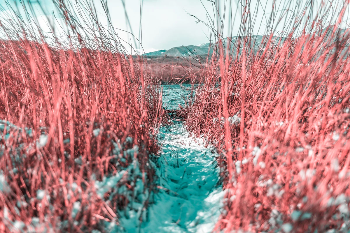 Paolo Pettigiani's series I R documents his early experiments with infrared photography playing with pink plants against a snowy landscape