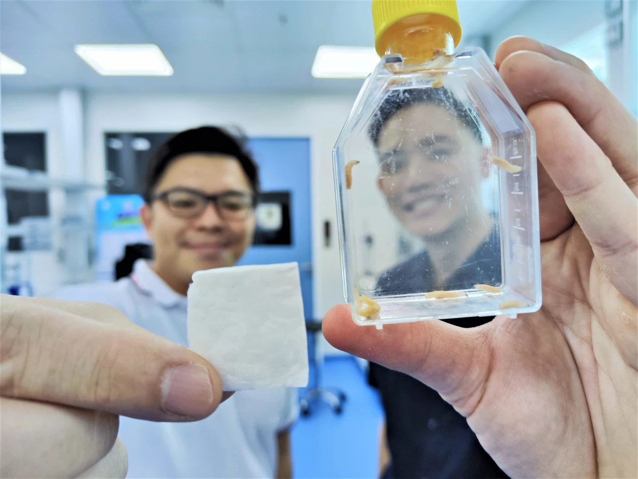 The frog-derived collagen patch (left) is intended to be used with a wound treatment solution that incorporates live maggots (right)