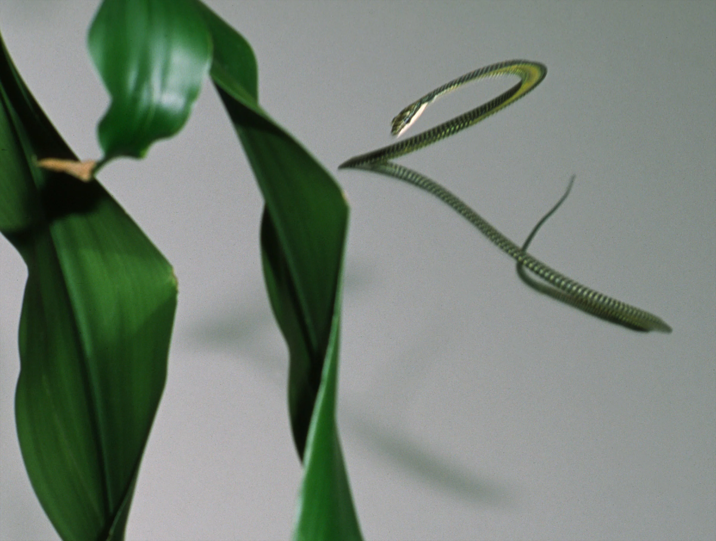 There are three species of flying snakes, all belonging to the genus Chrysopelea, and all being found in the forests of Southeast and South Asia (Photo: Jake Socha, Virginia Tech)