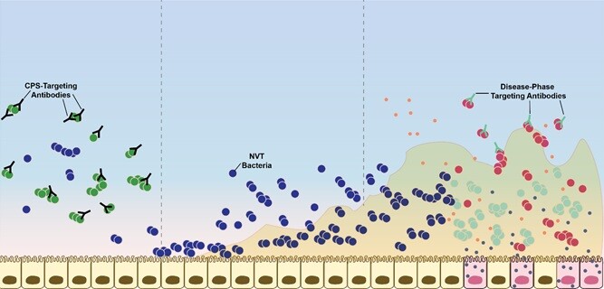 The image, above, shows how the new vaccine under development works. The circles represent strains of Streptococcus pneumoniae, the bacteria that causes pneumonia. The left side of the image shows the immune system attacking bacteria before it colonizes the body. The middle section shows forms of S. pneumoniae not covered by current immunizations settling in the body. The right portion shows the new vaccine attacking those bacteria only after they become problematic