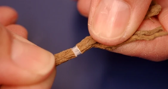 Bridgestone is exploring Russian dandelion as a source of rubber for tires