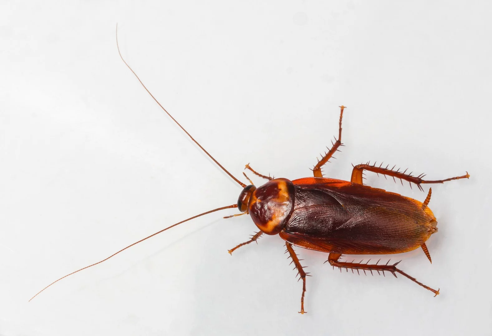 A new Japanese study reveals that the female American cockroach's penchant for co-operation could explain why there are so many of them