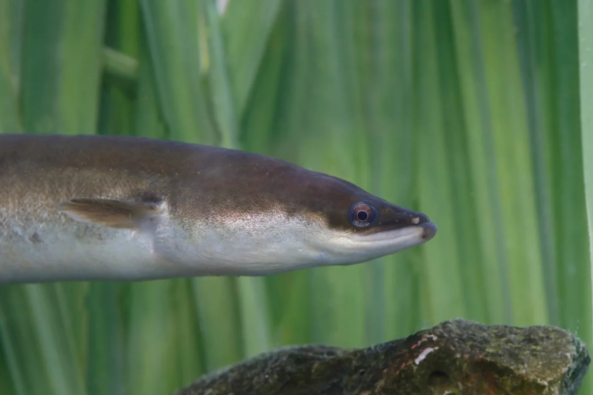 European eels head in the right direction thanks to their ability to sense even weak magnetic signals from the Earth