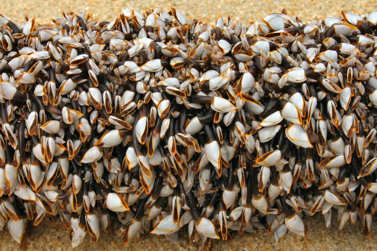 The study found that Lepas anserifera barnacles (pictured) grow at an average rate of 1.05 mm per day