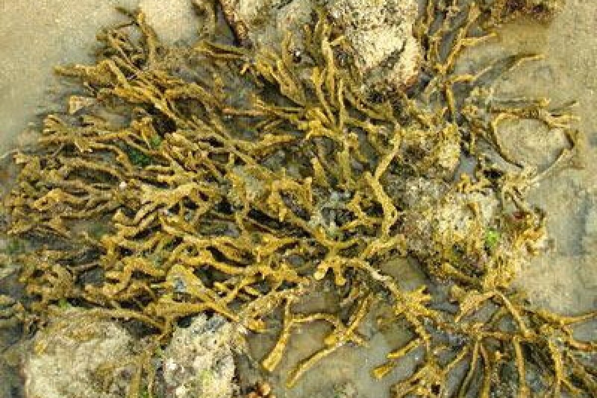 Sea sponges and the fight against cancer