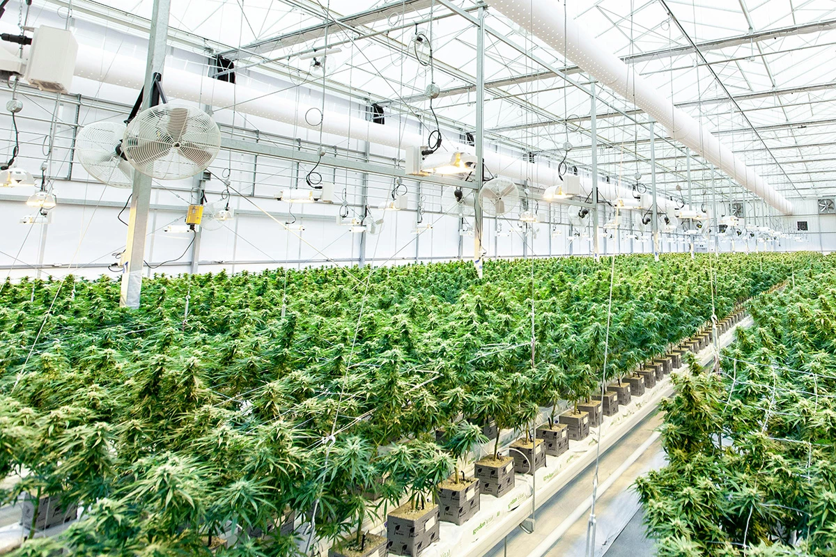 The new scanning method can help boost productivity in cannabis cultivation, and avoid wasting resources in growing plants that aren't producing optimal levels of THC