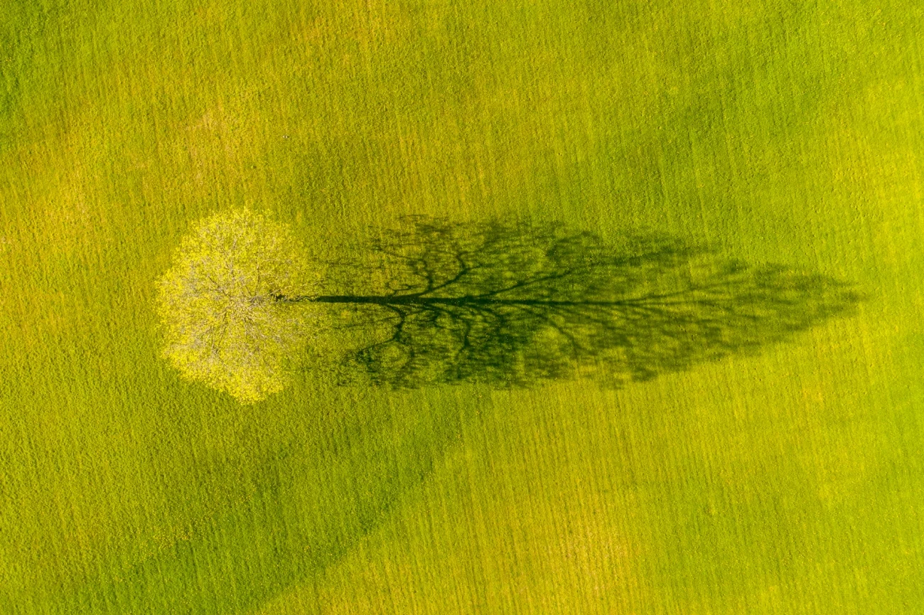 Commended - Nature. Spring Maple Tree Shadow. Weybridge, Vermont