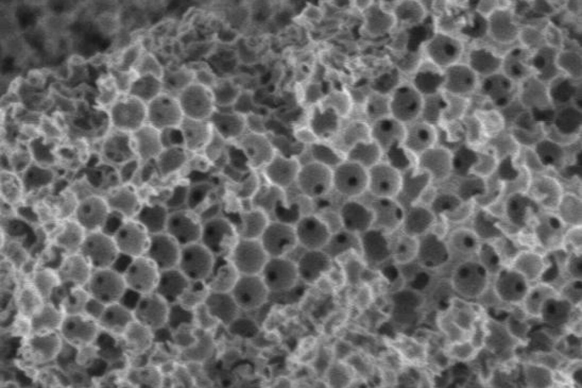 A closeup view of the micron-sized sponge