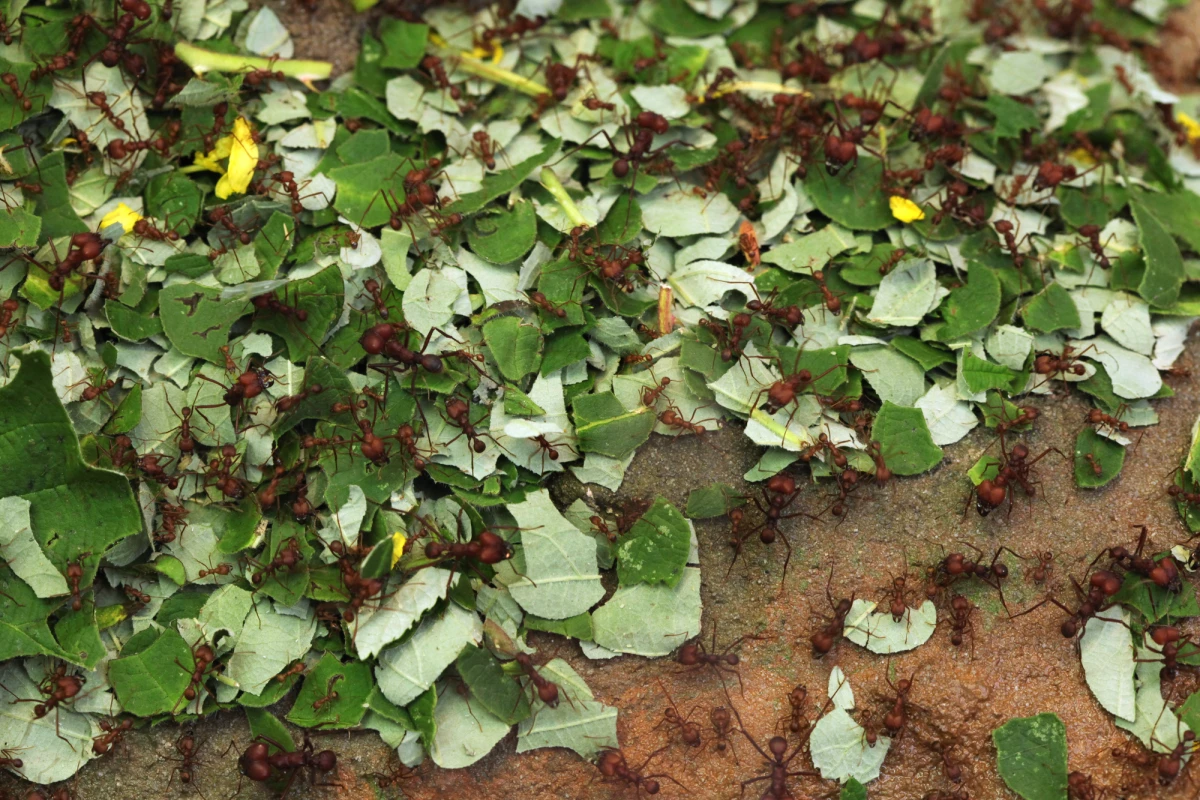 According to the University of Bath, leafcutter ants cause an estimated US$8 billion of damage each year to eucalyptus forestry in Brazil alone