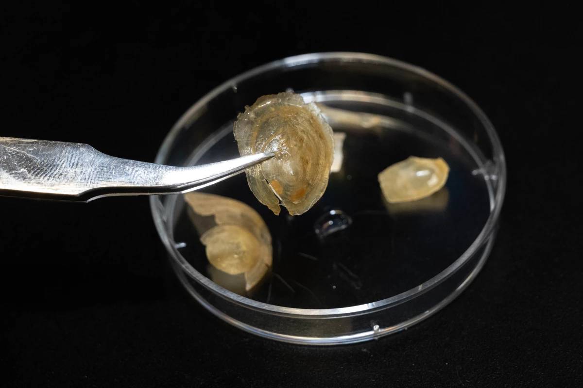 The shell of the brachiopod Discinisca tenuis is hard when dry, yet becomes soft enough to fold in half within minutes of getting wet