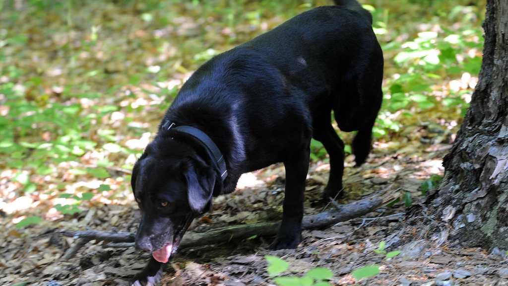 Bishop, a 3-year-old black Labrador retriever, is one of the 'EcoDogs' trained to find scat from striped skunks and black bears