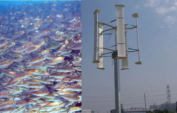 Principles observed in schools of fish could improve the efficiency of vertical-axis wind farms (Fish photo: Mila Zinkova)