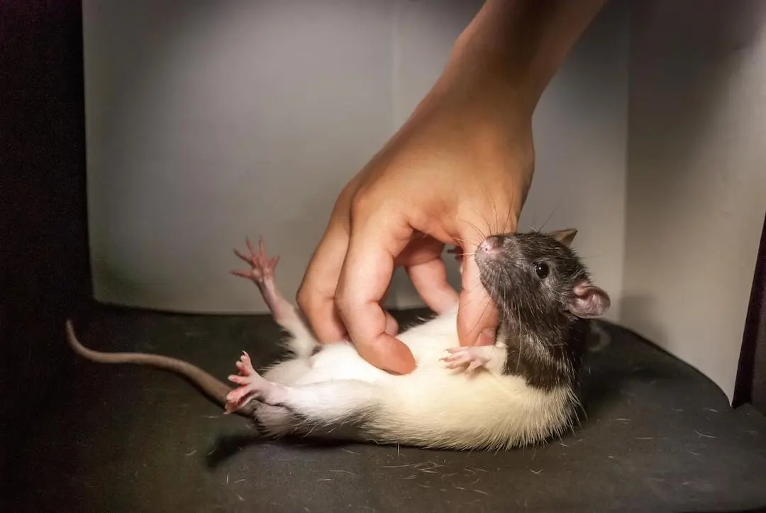 Scientists have tickled rats and studied the responses in their brains and behavior to try to better understand this strange physical reaction