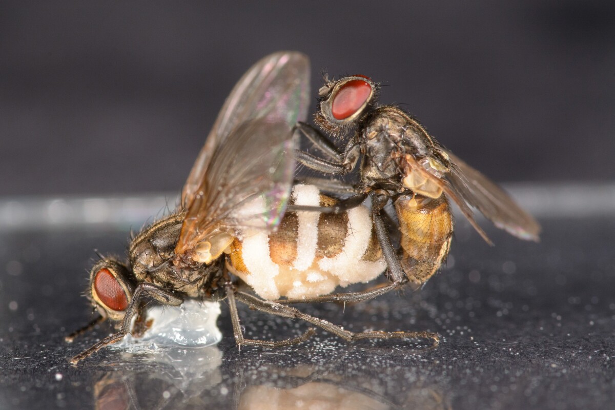 A male fly tryies to mate with a female corpse held in place by a dab of Vaseline – the fungus has grown out of the rear body segment and is visible as large white patches from which spores are ejected
