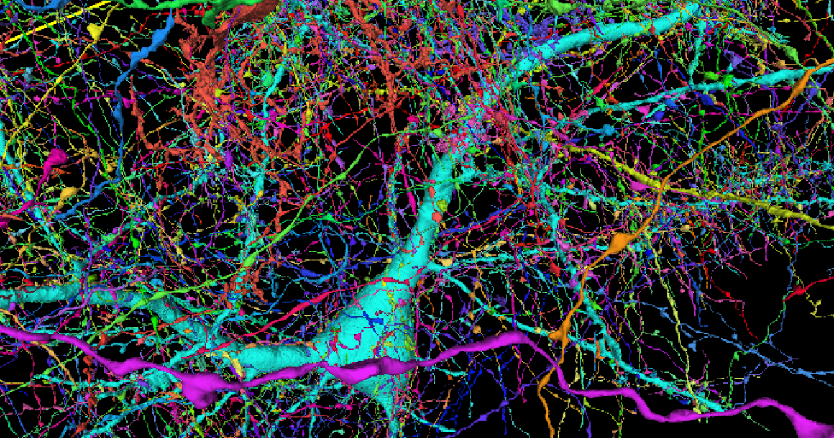 Google And Harvard Map Brain Connections In Unprecedented Detail Google And Harvard Map Brain Connections In Unprecedented Detail