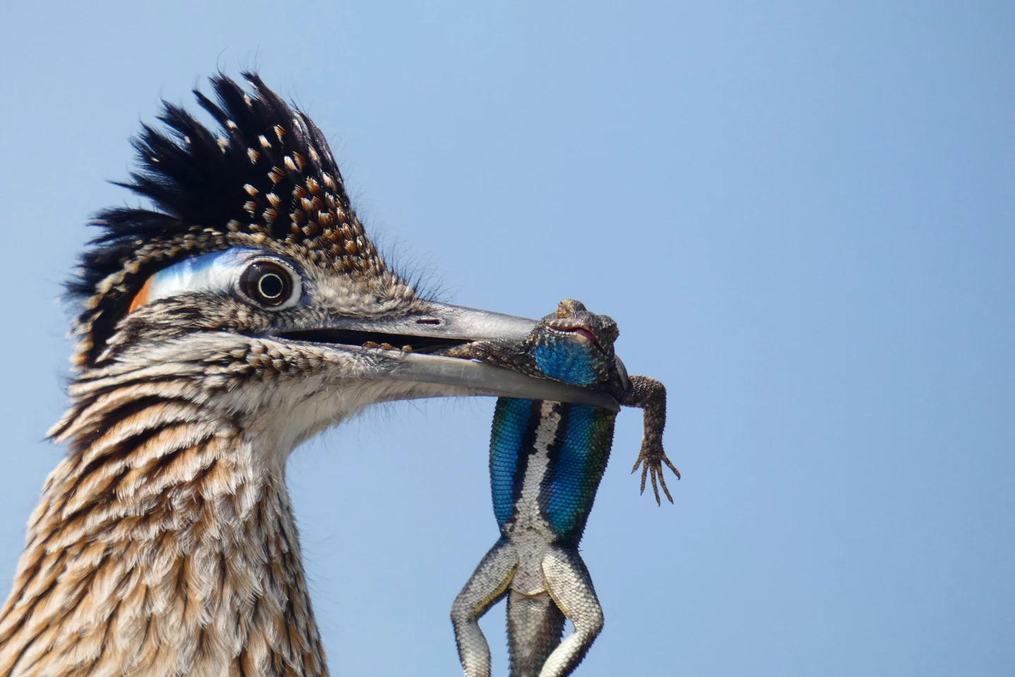 Honorable Mention - Youth. Greater Roadrunner. San Joaquin River Parkway, California, USA