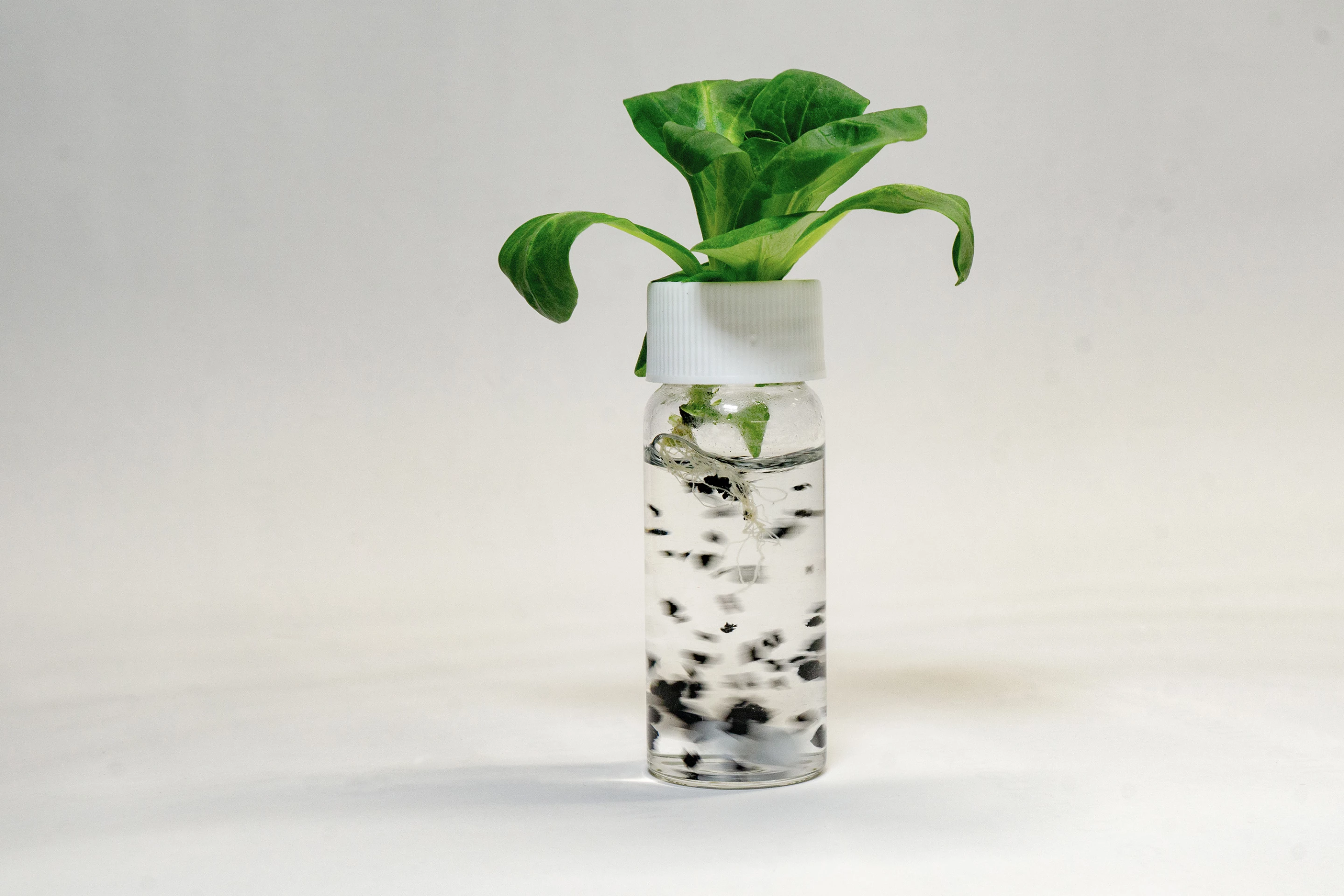 Lettuce shoot in vial with water and tire particles