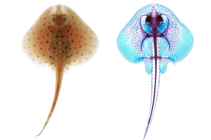 The study was conducted on embryonic skates, at the Marine Biological Laboratory in Woods Hole, Massachusetts