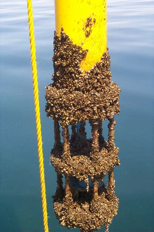 Zebra mussels fouling a marine sensor (Image: NOAA/Wikipedia)