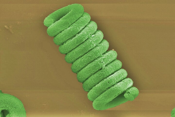 The tiny spirals can oxidize and neutralize pollutants, before the coatings are recovered and the remains used to produce biofuels