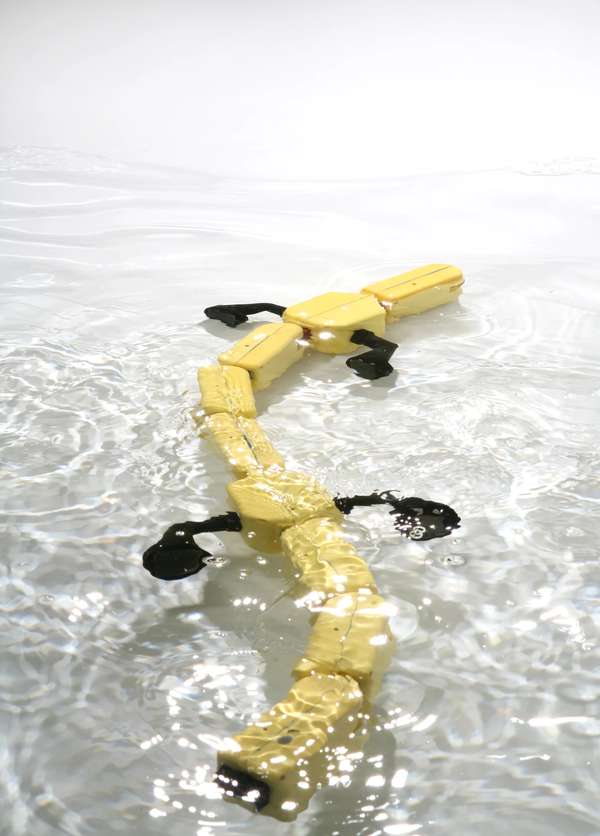 Salamandra robotica mimics a salamander by undulating its whole body to swim (Photo Credit: A. Herzog, Biorobotics Laboratory, EPFL)
