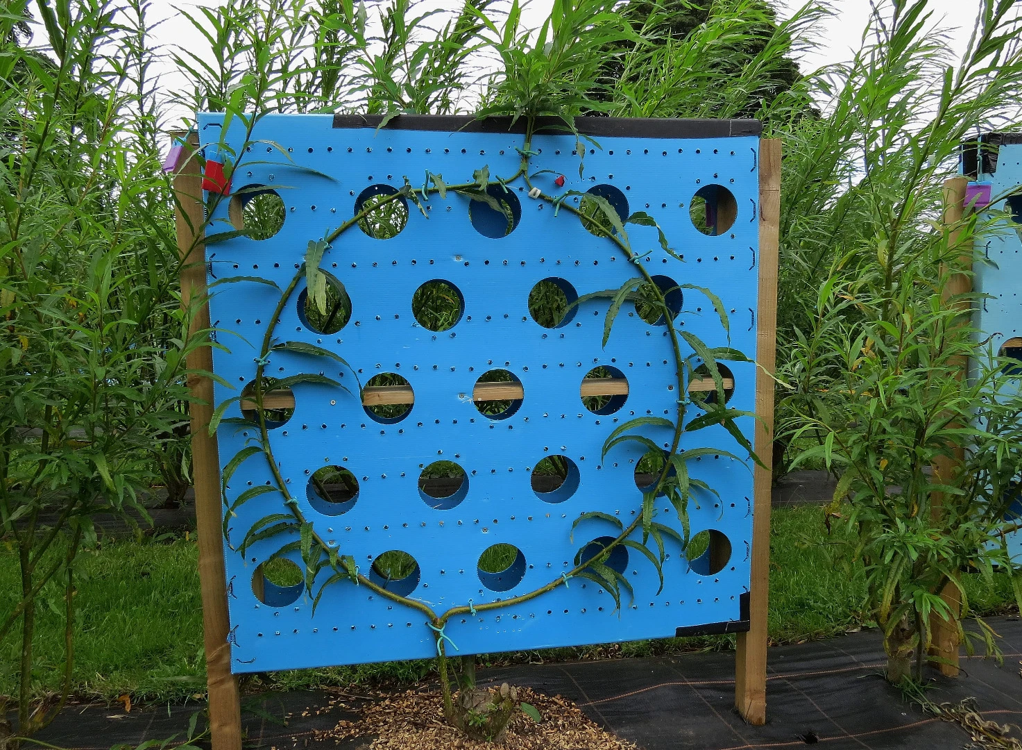 A hexagonal mirror frame growing