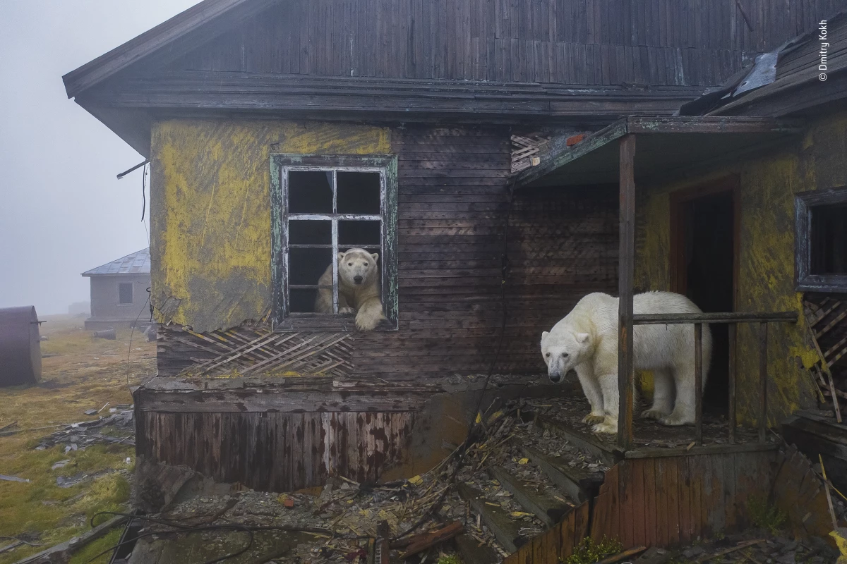 Winner, Urban Wildlife. House of bears. Polar bears shrouded in fog at the long-deserted settlement on Kolyuchin. Kolyuchin Island, Chukotka, Russia