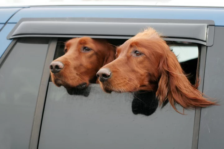 The Dog Caller Collar sends dogs owners an SMS if the temperature of a dog left in a car exceeds a safe level (Photo: Joy Brown/Shutterstock)