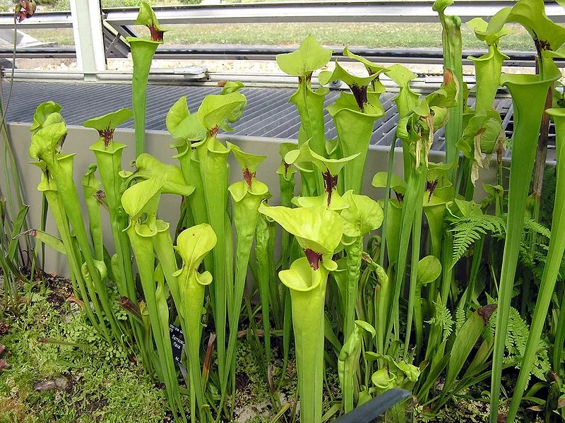 Scientists have created an inexpensive, robust, liquid-repellent surface material, inspired by the inner surface of the pitcher plant