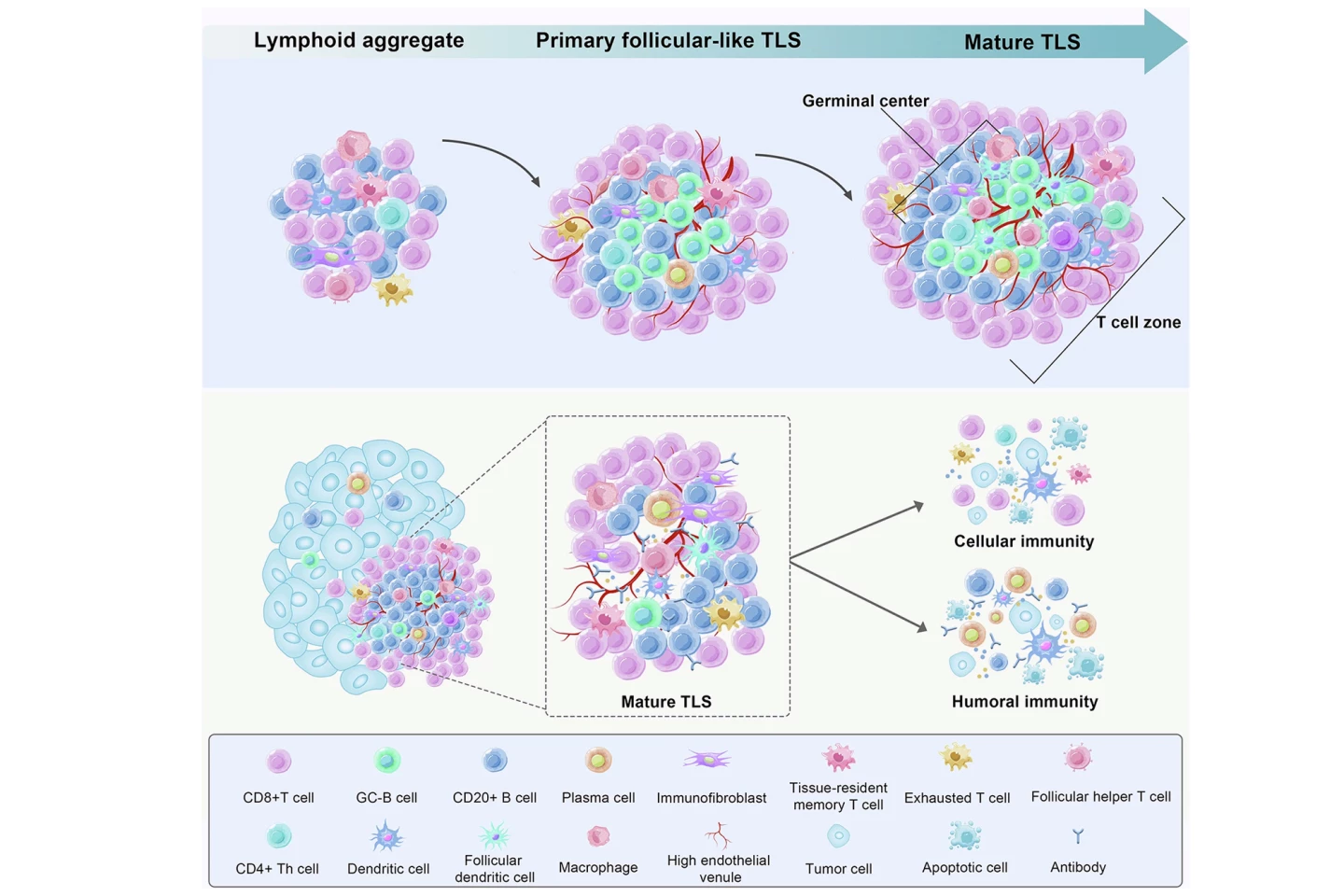 The development stage and structure of tertiary lymphoid structures or TLSs