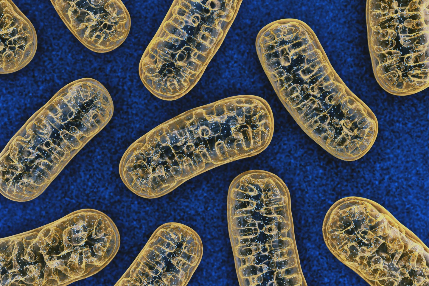 Mitochondria, the cells' energy-makers, are a key part of the process