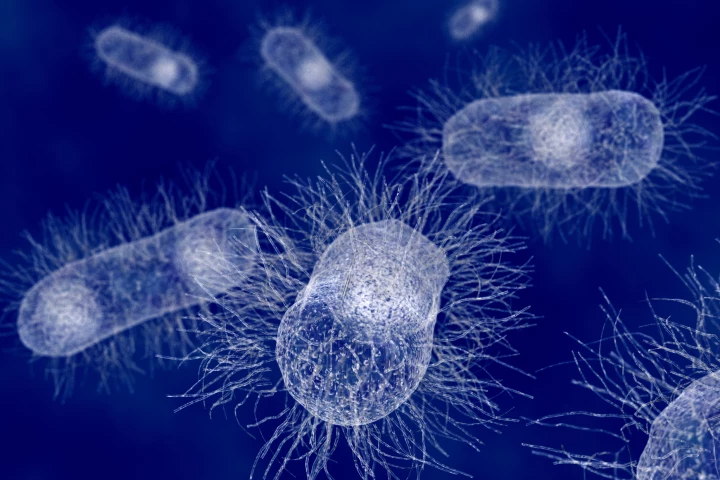 Antibacterial fabric developed at RMIT kills E. coli (pictured) and other infectious bacteria within 10 minutes (Image: Shutterstock)