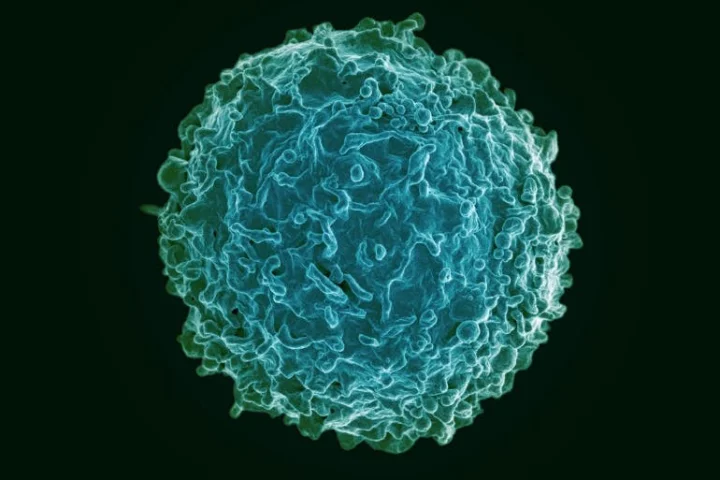 B cells have been found to be instrumental in MS, and the new drug, ocrelizumab, targets them