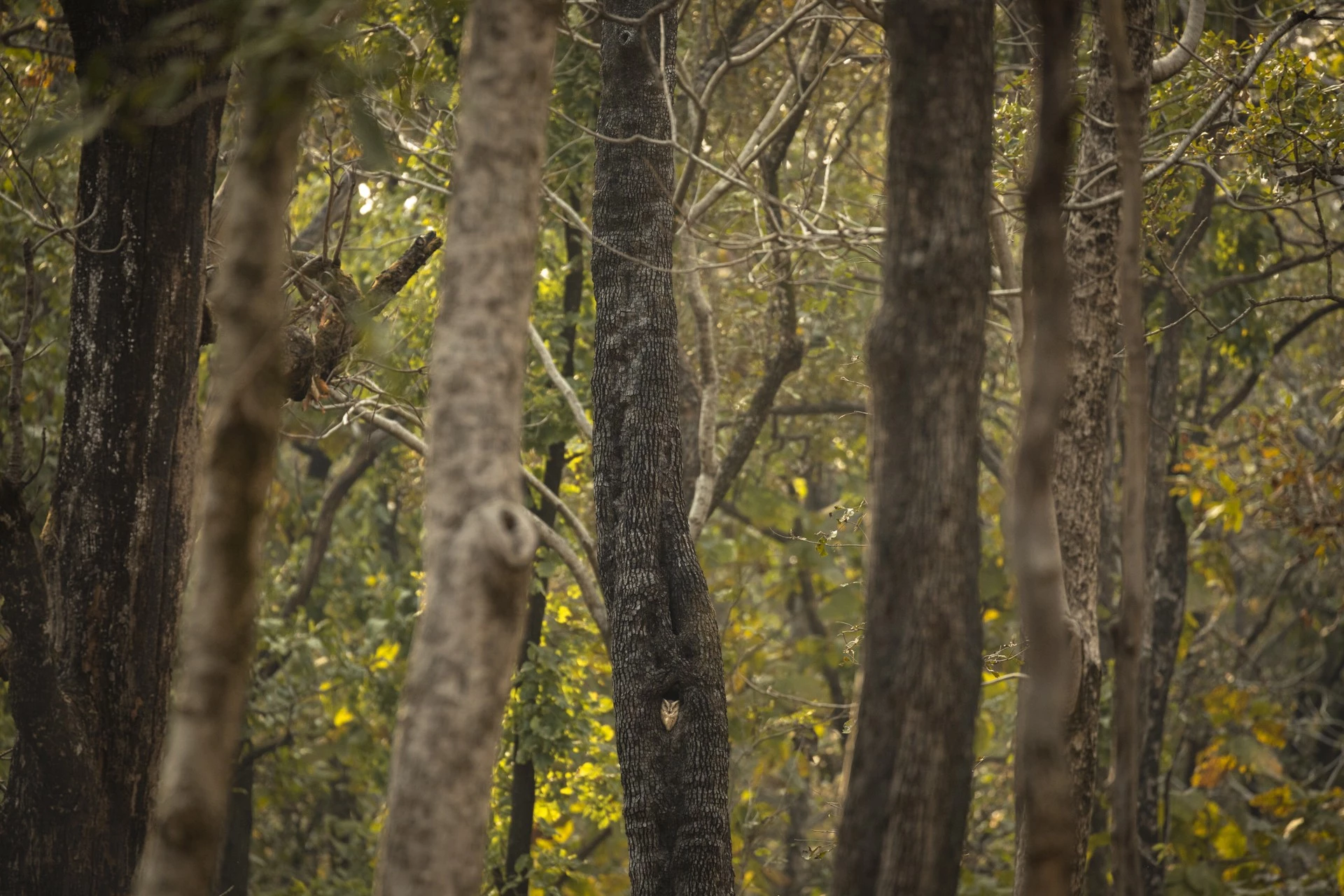 Special Mention - Wildscape and Animals in Habitat. Home is Where the Hole is, Pench National Park, Madhya Pradesh