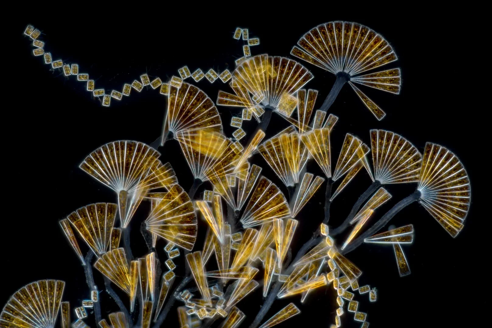 Image of Distinction: Licmophora flabellata (marine diatoms that grow on seaweeds)