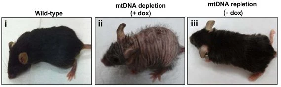 These images chronicle the depletion and restoration of mtDNA in a mouse experiment