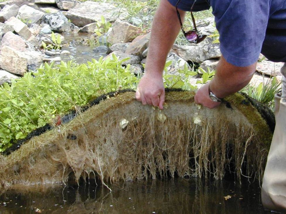 The plant roots beneath each BioHaven serve to purify the water (Photo: Floating Island Southeast)