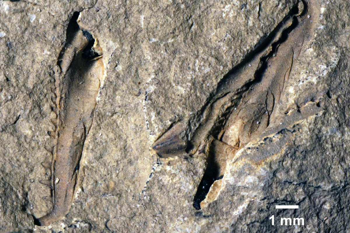 The fossil find