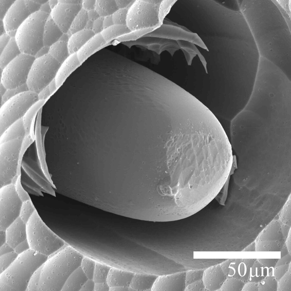 The active silicon core of a solar cell, roughly 100 micrometers in diameter (Photo: Fredrik A. Martinsen)