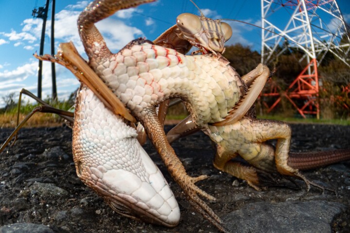 Prey: a praying mantis getting the best of a lizardShot in Miyagi, Japan - silver in the Behavior - Invertebrates category