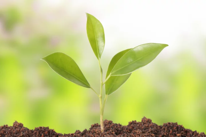 A new "smart soil" infused with hydrogel allows crops to grow larger with less water