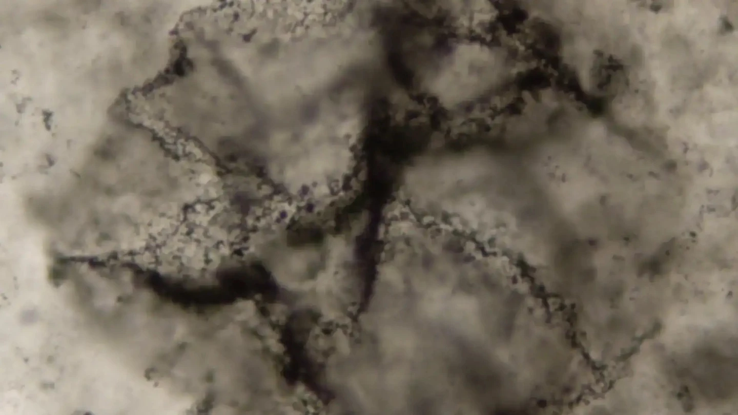 3.3-billion-year-old rocks reveal oldest chemical traces of life