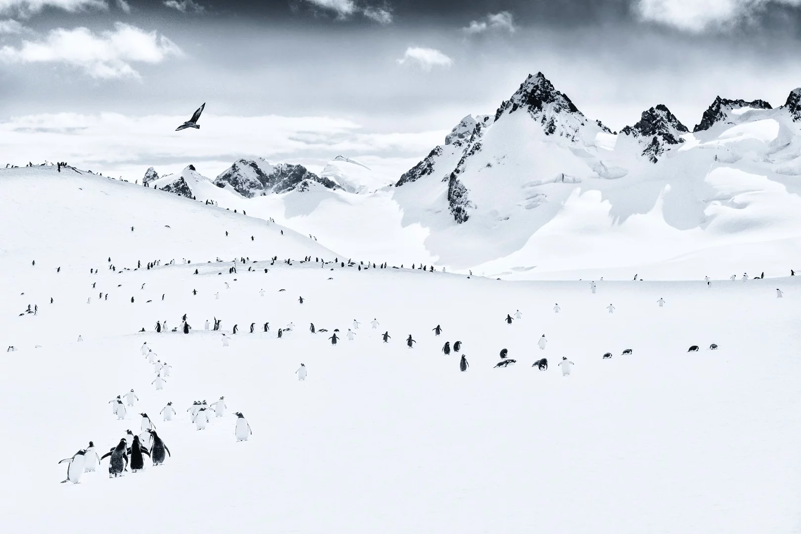 Gentooo Penguins on Cuverville Island