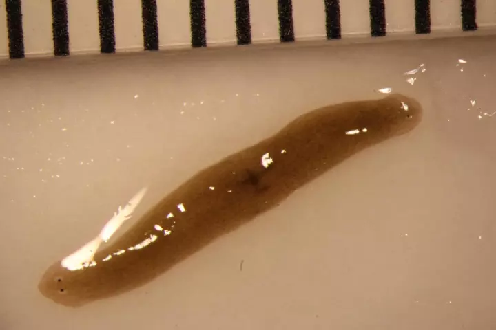 Meet the two-headed flatworm from space
