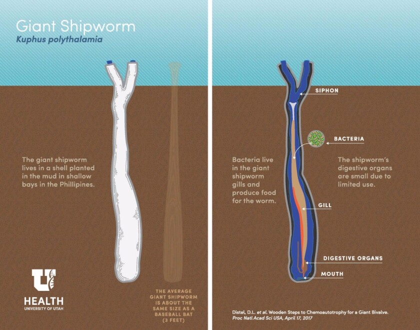 Infographic illustrating the anatomy of the giant shipworm, kuphus polythalamia