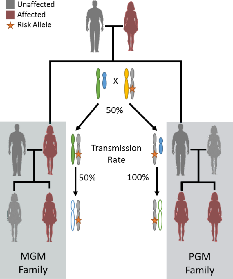 Diagram showing X-linked inheritance where women are affected by cancer and all carrier men are disease censored. There are two family patterns with a pair of first-degree affected women – the maternal grandmother (MGM) family and the paternal grandmother (PGM) family
