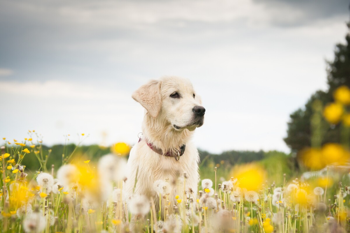 Scientists have demonstrated how a a dye can be used to light up breast cancer cells in dogs, with possible benefits for treatment in humans