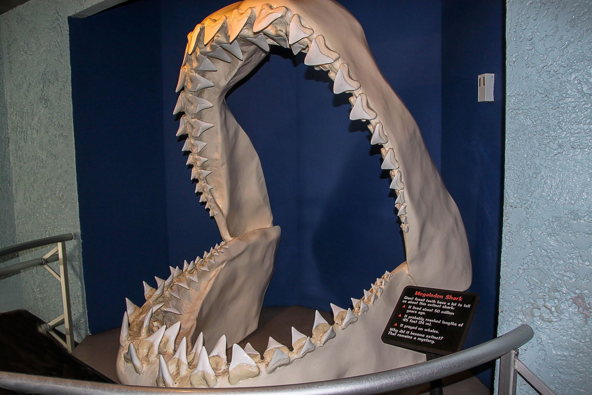 Megalodon may have been longer than we thought, claims new study